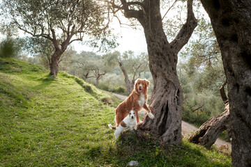 two dogs near the olive tree. Jack Russell Terrier and Nova Scotia Retriever in an grove in nature. Pet in park 