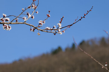Blooming Apricot Tree Branch and Bright Blue Sky in Spring in Wachau in Austria