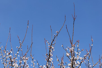 Blooming Apricot Tree and Bright Blue Sky in Spring in Wachau in Austria
