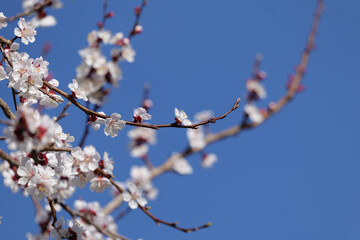 Blooming Apricot Tree and Bright Blue Sky in Spring in Wachau in Austria