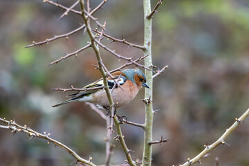 A male Chaffinch (Fringilla coelebs) perched in a Hawthorn tree.