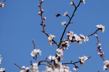Bumblebee and Apricot Tree Blossoms in Wachau in Austria