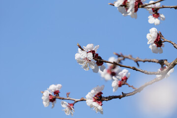 Blooming Apricot Tree and Bright Blue Sky in Spring in Wachau in Austria