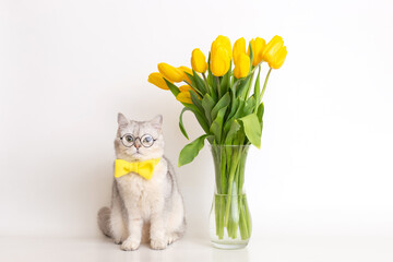 A cute white cat in a yellow bow tie and glasses, sitting next to a glass vase with a bouquet of yellow tulips
