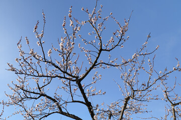 Blooming Apricot Tree and Bright Blue Sky in Spring in Wachau in Austria