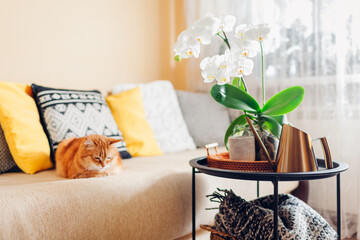 White orchid in blossom blooming on coffee table. Home decorated with flowers. Ginger cat sleeping on couch