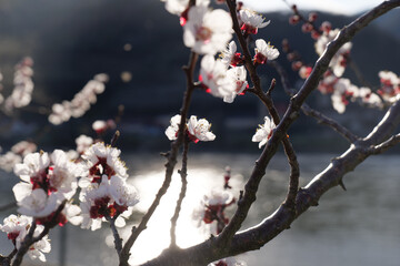 Blooming Apricot Tree Next To the River Danube in Wachau in Austria in Spring