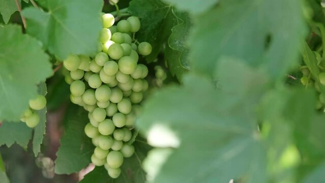 Close up branch of green grapes from vines during wine harvest in Italian Vineyard.