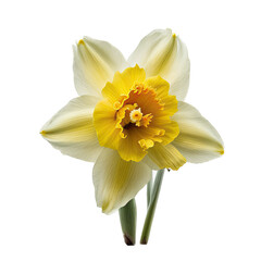 Obraz na płótnie Canvas a spring-themed top view illustration featuring isolated white and yellow daffodil flowers set on a transparent background and provided in PNG. Generative AI