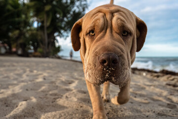 Dog on beach