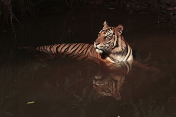tiger in the water