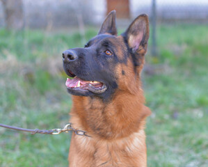 german shepherd dog