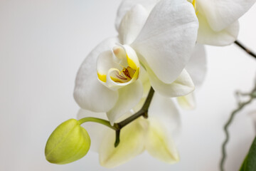 Naklejka na ściany i meble A bloom white phalaenopsis orchid, close-up. Orchid flower on white background for publication, poster, calendar, post, screensaver, wallpaper, postcard, banner, cover, website. High quality photo