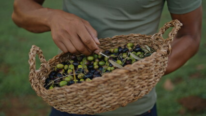 Gardener hands examining harvested olives with scapula. Smiling farmer smelling