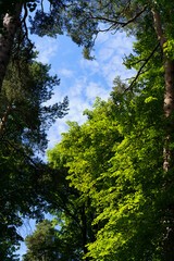 Pine crown against a beautiful sky with light transparent clouds