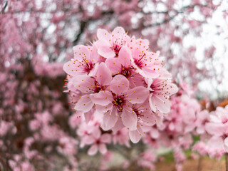 A cherry blossom, also known as Japanese cherry or sakura, is a flower of many trees of genus Prunus