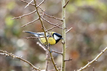 A Great tit (Parus major) perched on Hawthorn.