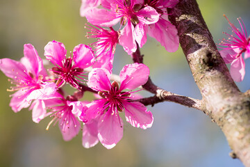 Peach flowers on branch close-up. Pink bright peach flowers. Beautiful natural landscape with...