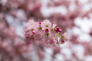 Beautiful pink blossom tree branch in spring closeup with bokeh background