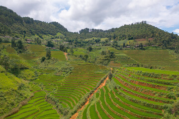 Fototapeta premium Aerial top view of fresh paddy rice terraces, green agricultural fields in countryside or rural area of Mu Cang Chai, mountain hills valley in Asia, Vietnam. Nature landscape background.