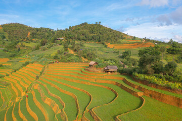 Obraz premium Aerial top view of fresh paddy rice terraces, green agricultural fields in countryside or rural area of Mu Cang Chai, mountain hills valley in Asia, Vietnam. Nature landscape background.