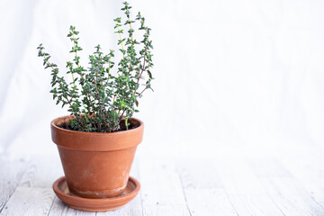Thyme herb plant in terracotta pot isolated on white background