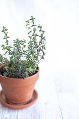 Thyme herb plant in terracotta pot isolated on white background