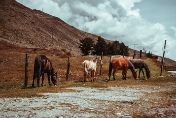 Free brown and white horses, grazing at the foot of the mountains of Mérida, in a rural scene....
