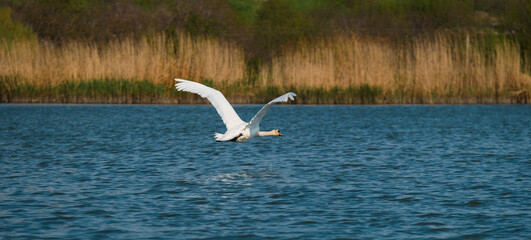 Banner size shot of a white swan flying above dark blue water with wings wide opened.