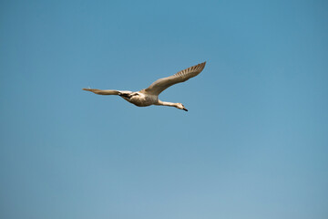 Beautiful shot of a white swan flying high in the clear blue sky with wings wide opened.