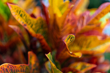 Croto Plant in macro photographic, whit abstract background 