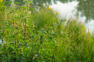 Lush Green Plants Nettle Grasses and Yellow Iris Wildflowers on a Sunny Day in Europe