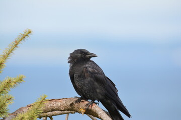American Crow on a branch