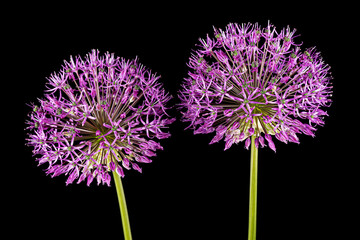 Globular flowering inflorescence of ornamental onion,  isolated on black background