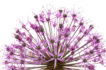 Globular flowering inflorescence of ornamental onion, isolated on white background