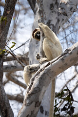 Verreaux's sifaka in the Kirindy park. White sifaka on the Madagascar island. Madagascar fauna. White sifaka with dark head.	
