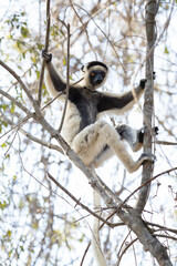 Verreaux's sifaka in the Kirindy park. White sifaka on the Madagascar island. Madagascar fauna. White sifaka with dark head.	