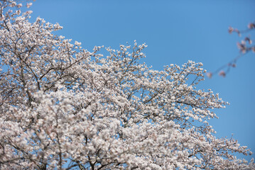 満開の桜