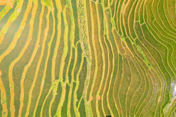 Aerial top view of fresh paddy rice terraces, green agricultural fields in countryside or rural area of Mu Cang Chai, mountain hills valley in Asia, Vietnam. Nature landscape background.