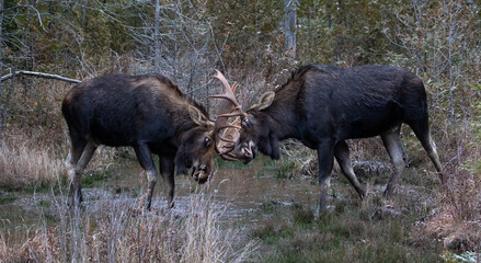Dominance Display, Wild Male Bull Moose Sparring During Rut in the Wilderness.  Wildlife...