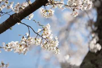 満開の桜