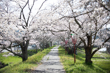 満開の桜