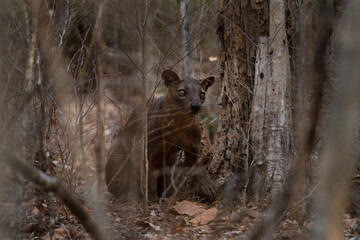 Fossa in the Kirindy forest. Cryptoprocta ferox on the Madagascar island. Madagascar fauna. Brown apex predator in the Madagascar's forest.	