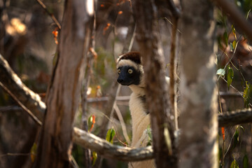 Verreaux's sifaka in the Kirindy park. White sifaka on the Madagascar island. Madagascar fauna. White sifaka with dark head.	