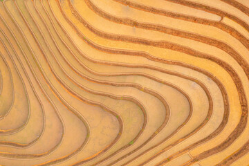 Aerial top view of fresh paddy rice terraces, green agricultural fields in countryside or rural area of Mu Cang Chai, mountain hills valley in Asia, Vietnam. Nature landscape background.