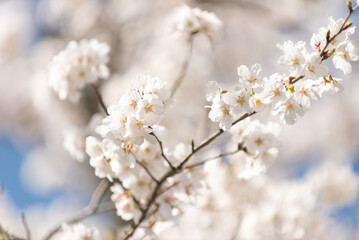 満開の桜
