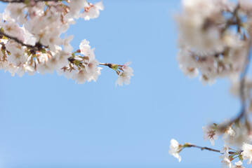 満開の桜