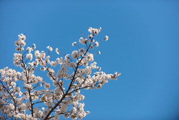 Obraz premium 満開の桜