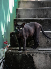 Stray alley cat on steps
