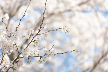 満開の桜